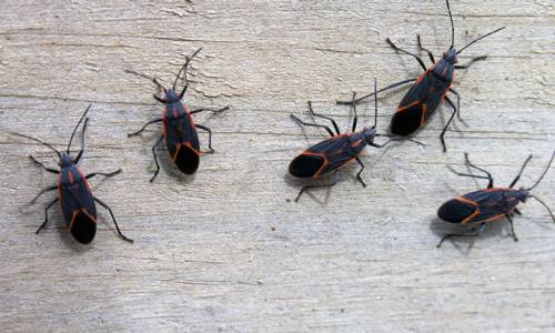 Get rid of Boxelder bugs in your home
