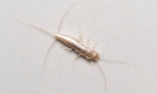 How to get rid of silverfish bug
