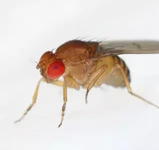 Gnats in your kitchen