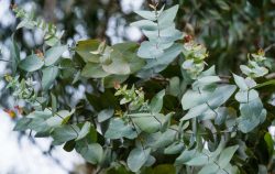 Eucalypptus Oil to prevent rats