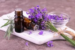 Lavender Oil to repel rodents and insects