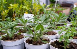 Sage used to repel insects and rodents