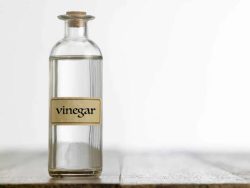 Vinegar for pest control