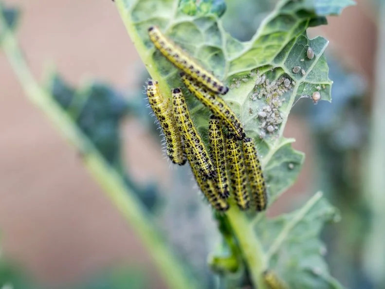 Cabbage White caterpillars in Kansas City Gardens | Truly Green Pest Control