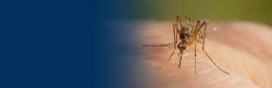 Mosquito Exterminator Lenexa, Kansas