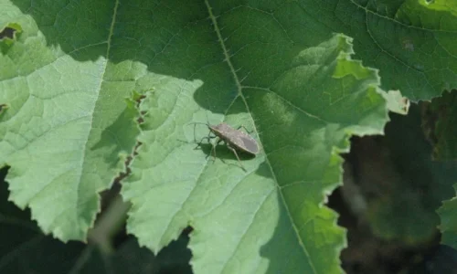 squash Bug in Kansas City Gardens | Truly Green Pest Control