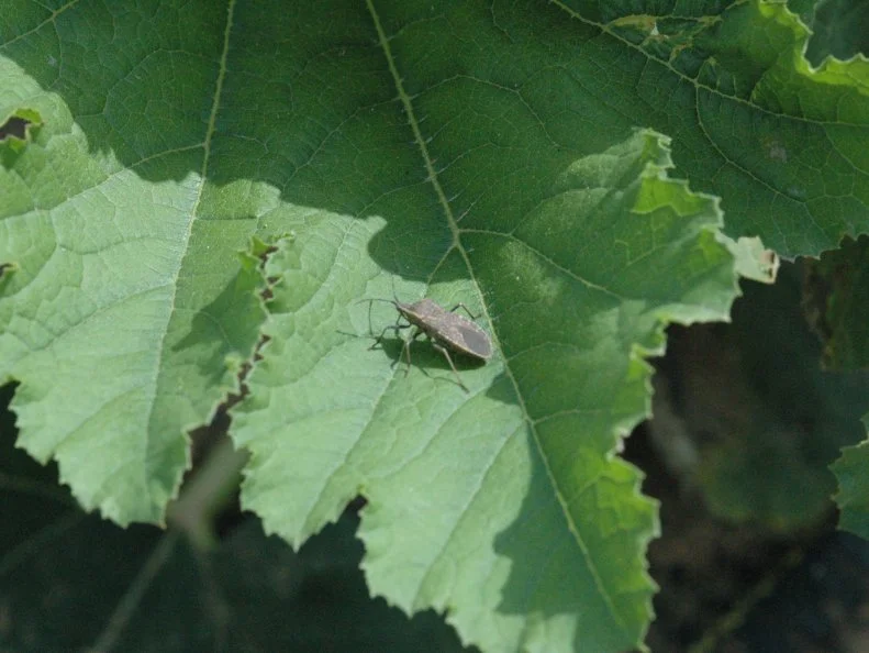 squash Bug in Kansas City Gardens | Truly Green Pest Control