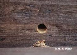 Carpenter Ant Hole