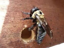 Carpenter Bee drilling wood in deck