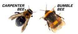 Carpenter Bees in Kansas City