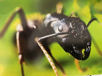 How to get rid of ants